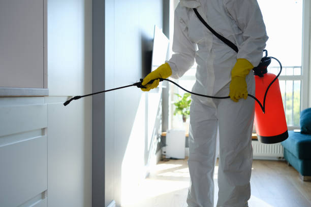 Best Mold Removal Process  in Mound, MN