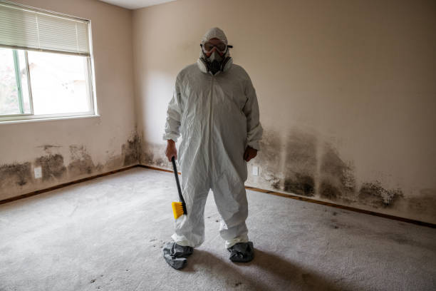 Office Mold Removal Services in Mound, MN