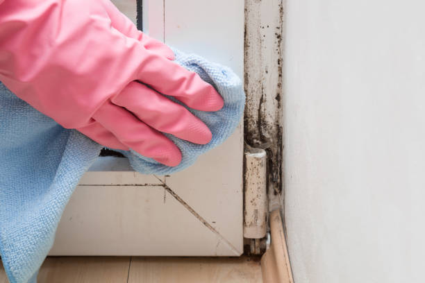 Best Mold Testing  in Mound, MN