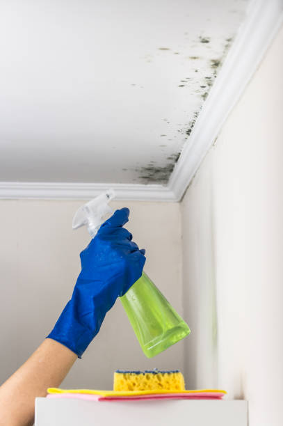 Mold Removal Process in Mound, MN
