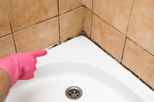 Best Mold Testing  in Mound, MN