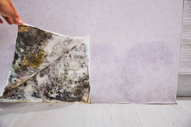 Best Fast Mold Removal  in Mound, MN